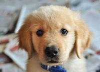 puppy-potty-training-388719256